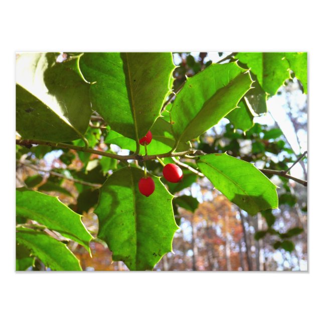 Foto Folhas de Azevinho II Natureza Botânica de Feriado (Frente)