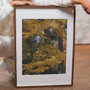 Foto Folhas de bordo japonês amarelo dourado Botânico