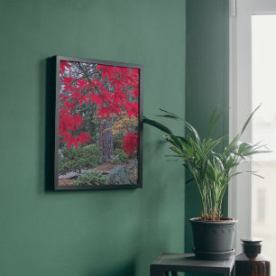 Foto Folhas de Bordo Vermelhas em um Jardim Japonês
