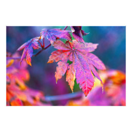 Foto Folhas deslumbrantes de bordo japonês