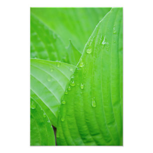 Foto Folhas do Hosta e gotas de água