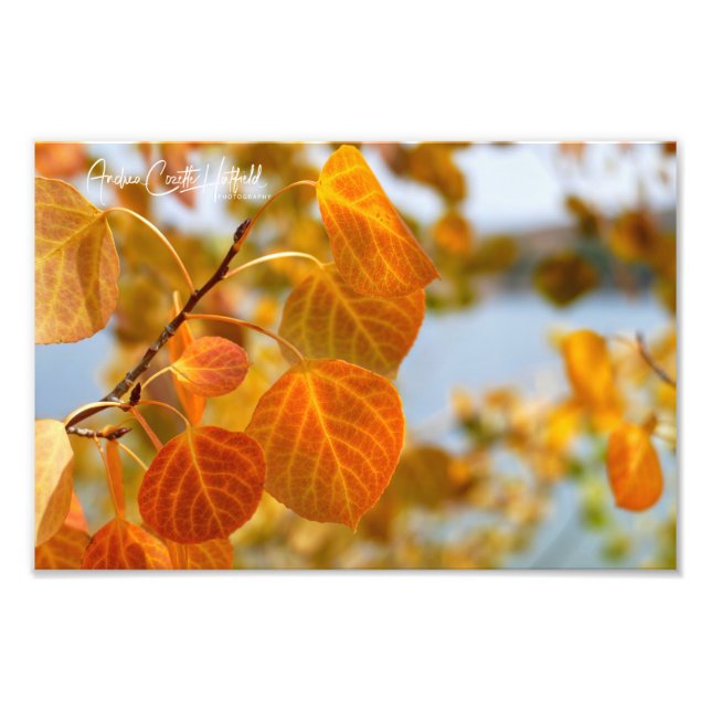 Foto Folhas em Laranja (Frente)