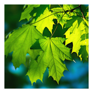Foto Folhas frescas de mapeamento verde