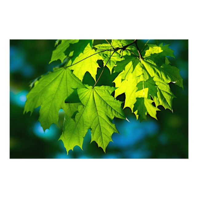 Foto Folhas frescas verdes de bordo (Frente)