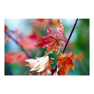 Foto Folhas Maiestosas de Maple Japonês