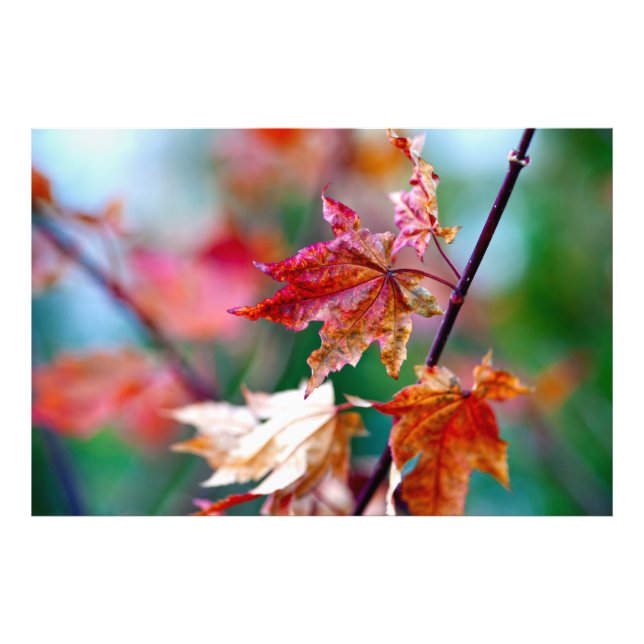 Foto Folhas Maiestosas de Maple Japonês (Frente)