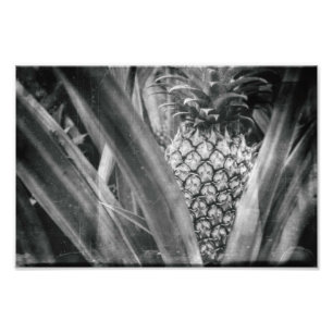 Foto Folhas monocromáticas de ananás e cozinha de Fruta