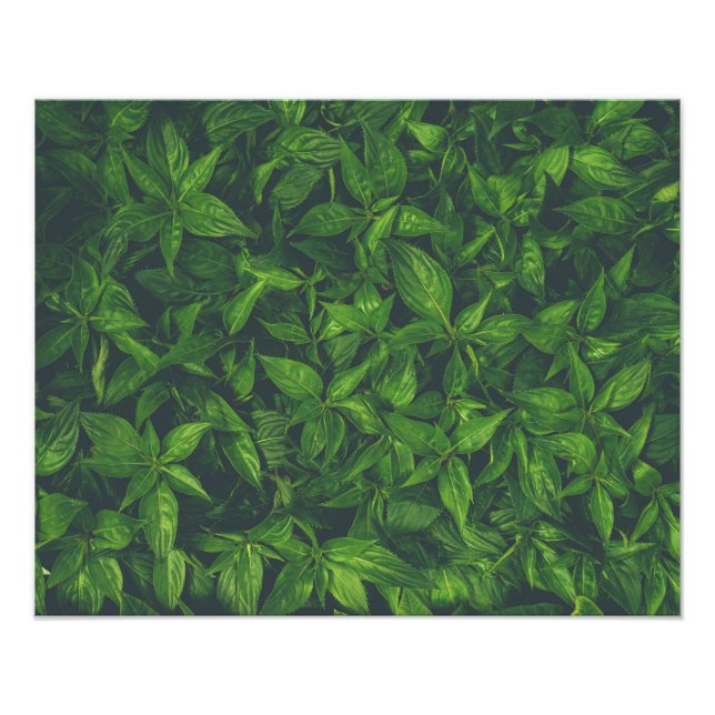 Foto Folhas Verde-Profundas  (Frente)