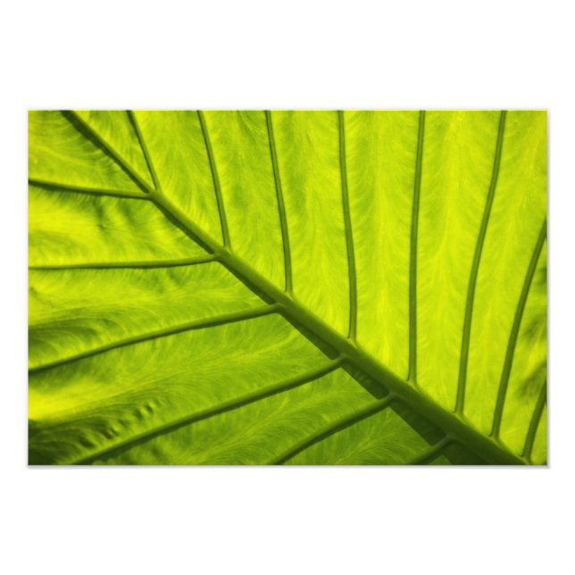 Foto Folhas verdes com veias de folhagem tropical em (Frente)