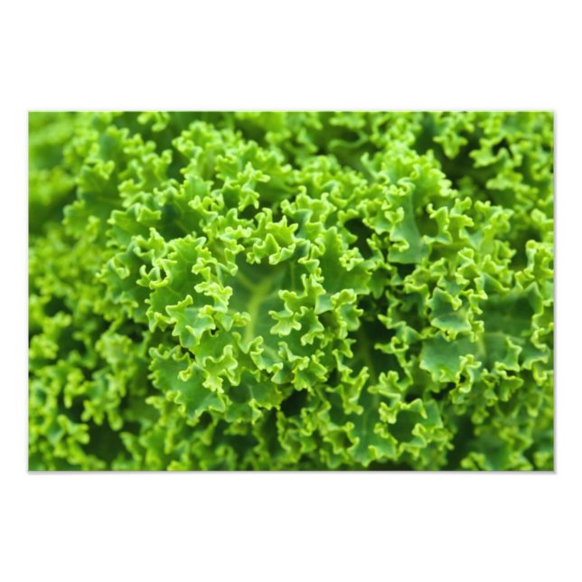 Foto Folhas Verdes, Fundo Folha, Folha, Folhas, Planta (Frente)