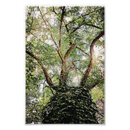 Foto Folhas verdes por toda a parte
