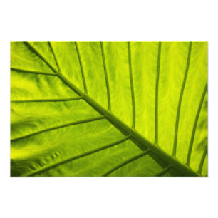 Foto Folhas verdes vedadas de folhagem tropical em 2