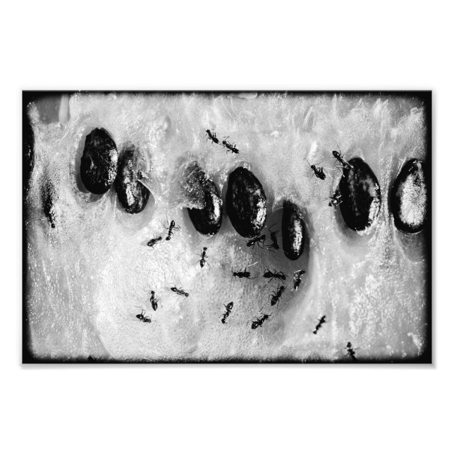 Foto formigas surfadoras (Frente)