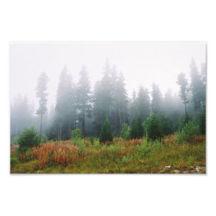 Foto Forrest manhã, Kodak Professional P