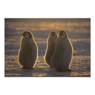 Foto Forsteri dos pinguins, do Aptenodytes de