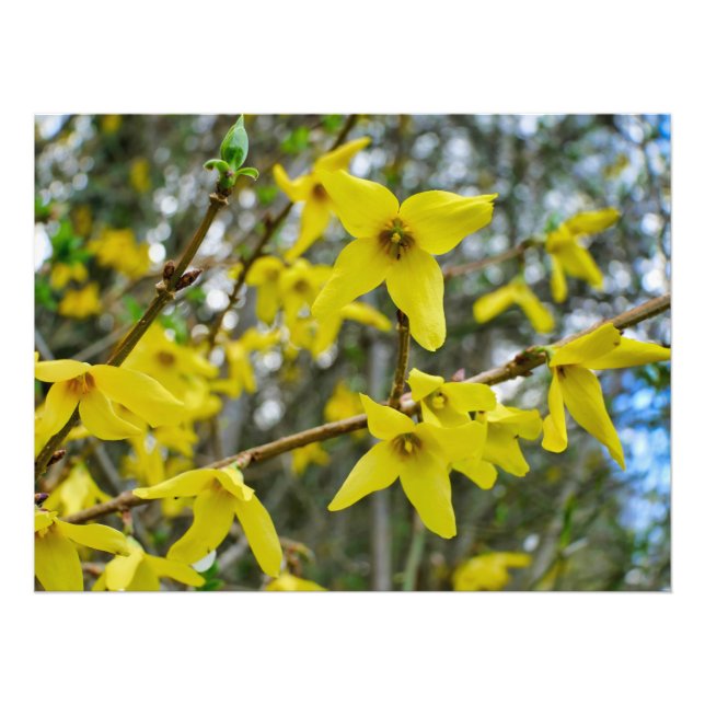 Foto Forsythia em Springtime (Frente)