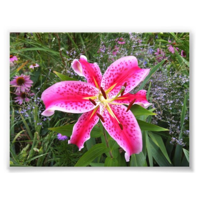 Foto Foto: Stargazer Lily (Frente)