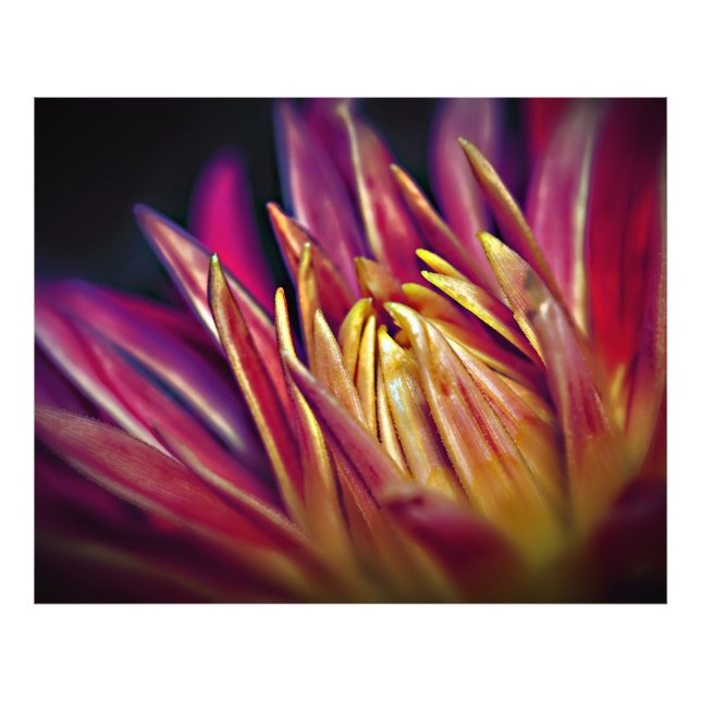 Foto Fotoflor Macro (Frente)