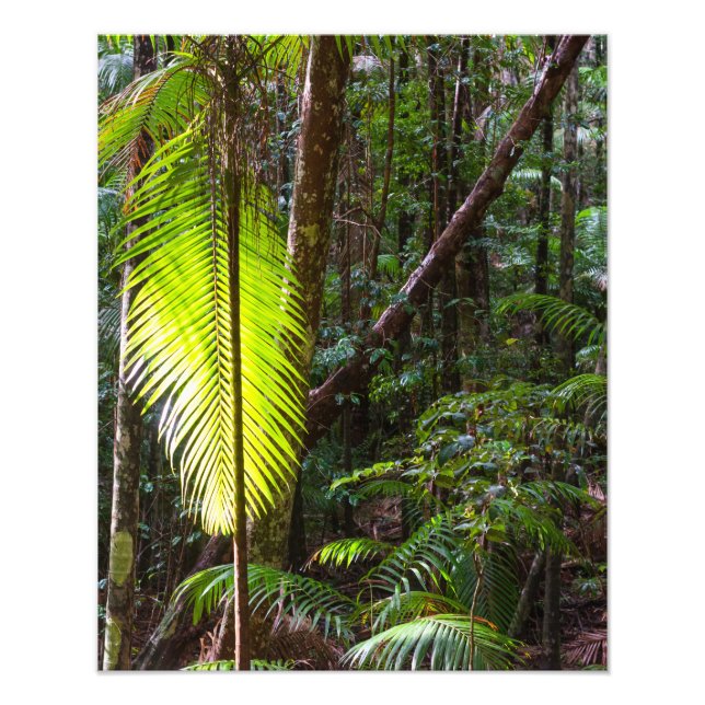 Foto fotografar folhas verdes da floresta tropical da A (Frente)