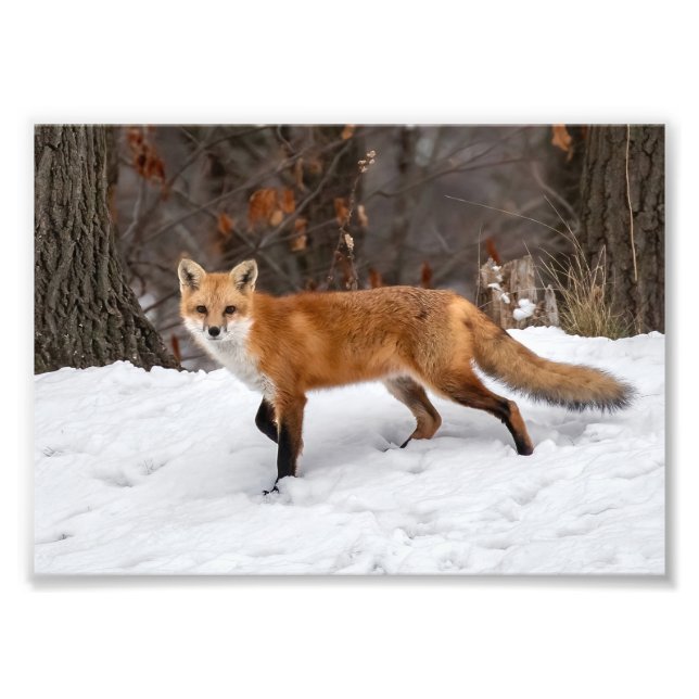 Foto Fox On Snow Impressão (Frente)