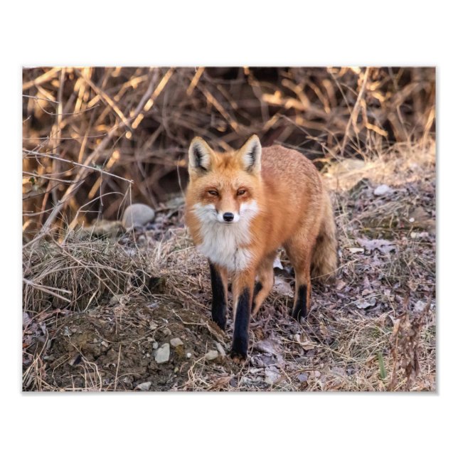 Foto Fox Vermelha 14x11 próxima e pessoal (Frente)