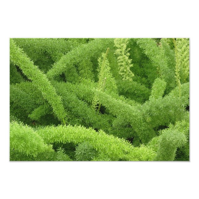 Foto Foxtail Fern, Asparagus densiflorus myers (Frente)