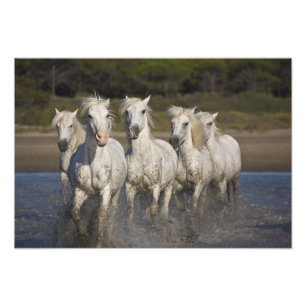 Foto França, Camargue. Cavalos correm