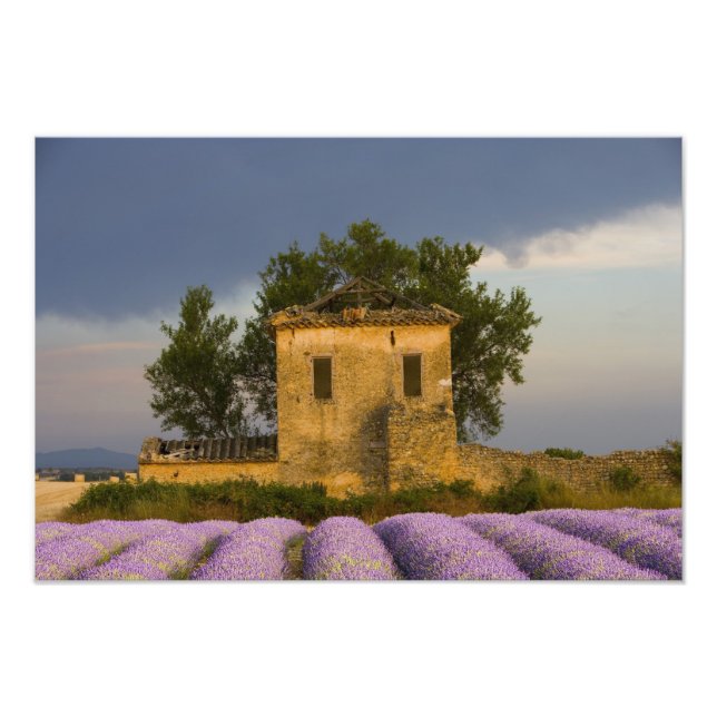 Foto França, Provença. Campo de lavanda e (Frente)