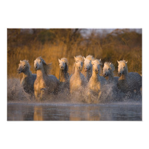 Foto França, Provença. Cavalos brancos Camargue