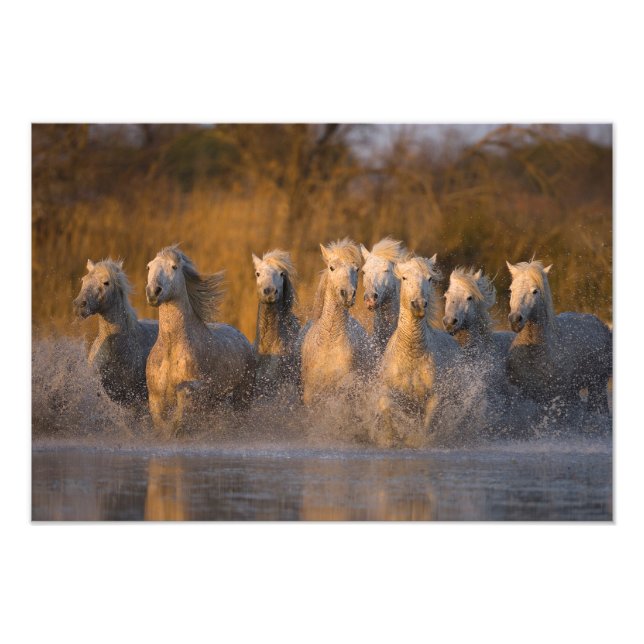 Foto França, Provença. Cavalos brancos Camargue (Frente)