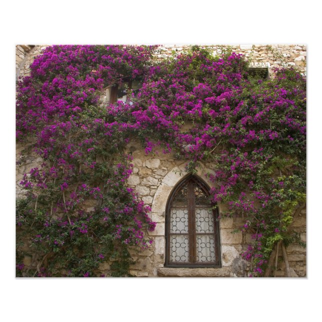 Foto França, Provença, Eze. Rosa brilhante (Frente)
