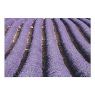 Foto França, Provença. Fileiras de lavanda em flor. 2