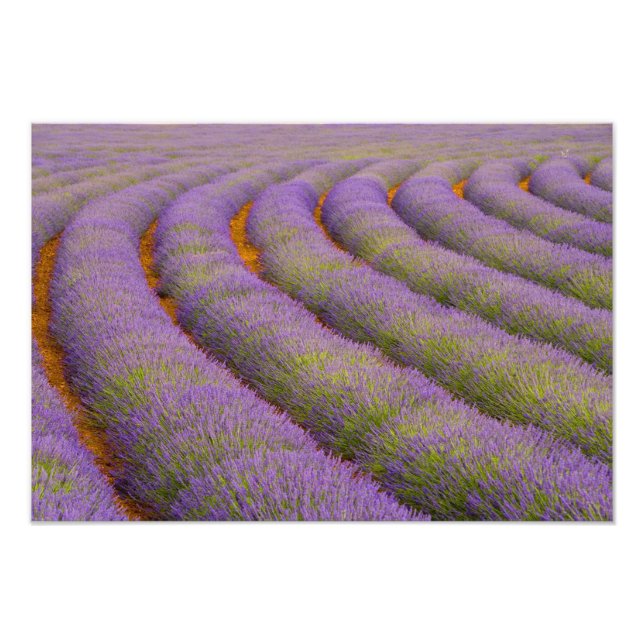 Foto França, região da Provença. Fileiras curvas de (Frente)