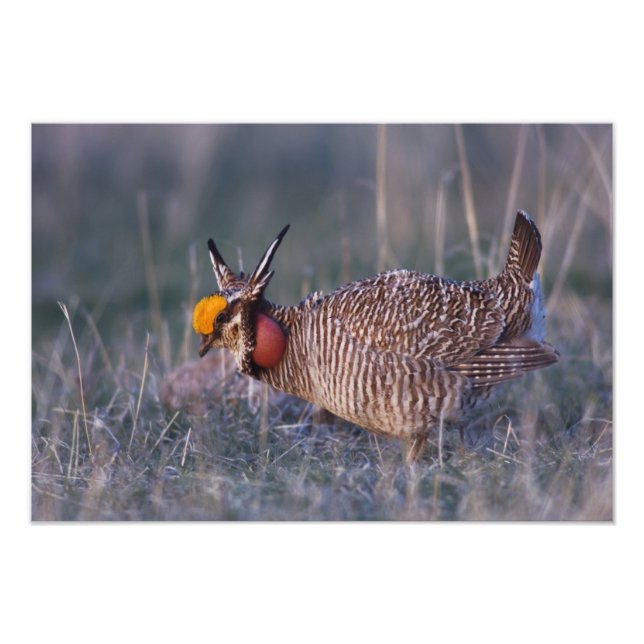 Foto Frango-da-pradaria-menor, Tympanuchus (Frente)