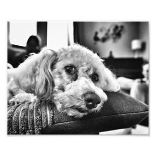 Foto Frise de Bichon no sofá