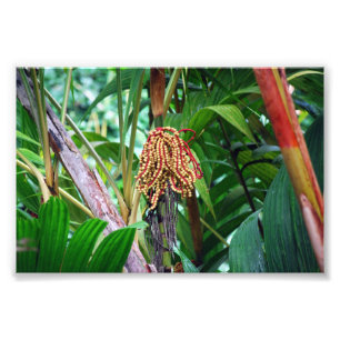 Foto Fruta de Palm no Havaí