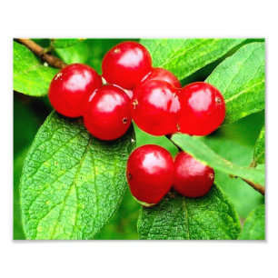 Foto Frutas Vermelhas Com Gotículas de Chuva Close Up 8