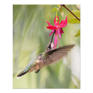 Foto Fuchsia Hummingbird favorito