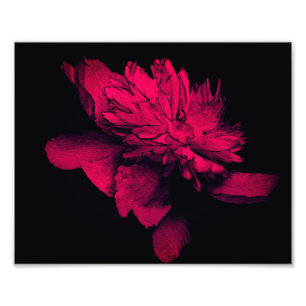 Foto Fuchsia Peony Flower Abstrato Floral Art 8x10
