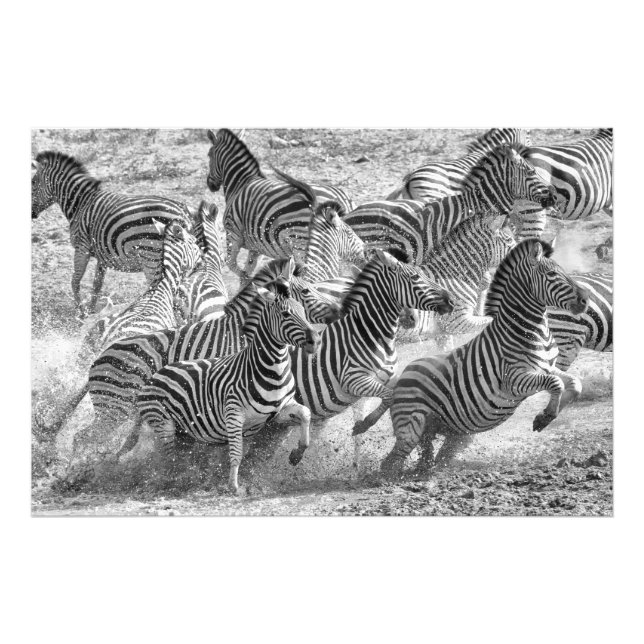 Foto Funcionamento das zebras (Frente)