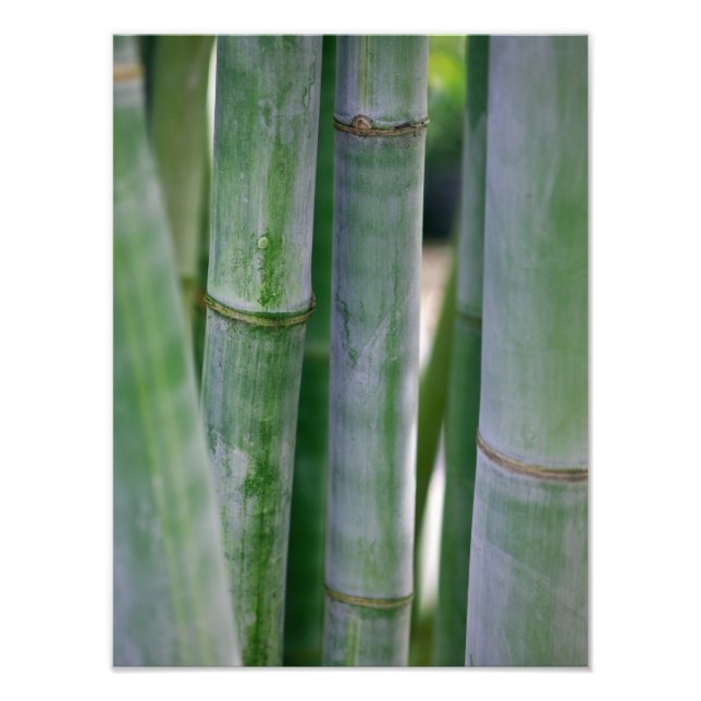 Foto Fundo Bamboo Zen Natural Modelo Personalizado (Frente)