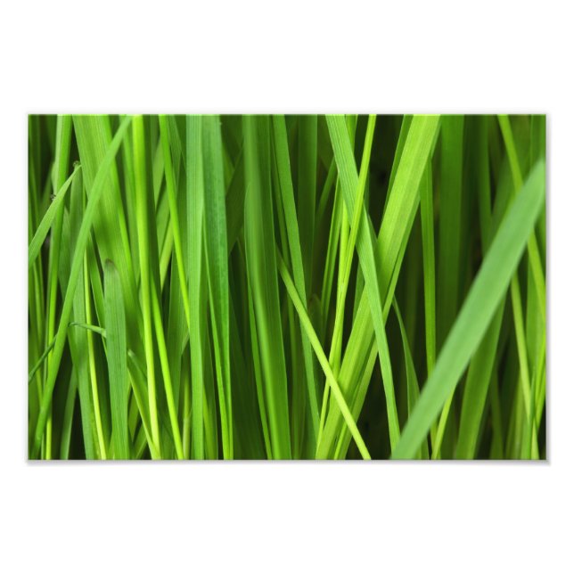 Foto Fundo de grama verde (Frente)