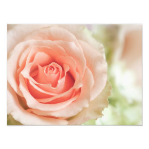 Foto Fundo do rosa do rosa do pêssego personalizado