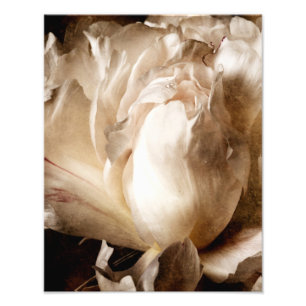 Foto Fundo Preto Sepia, Flor Branca de Peony