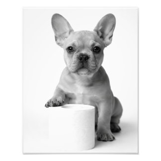 Foto Funny Aesthetic French Bulldog Toilet Paper Photo