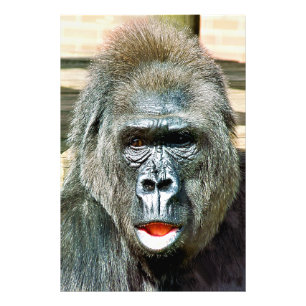 FOTO FUNNY CUTE GORILLA