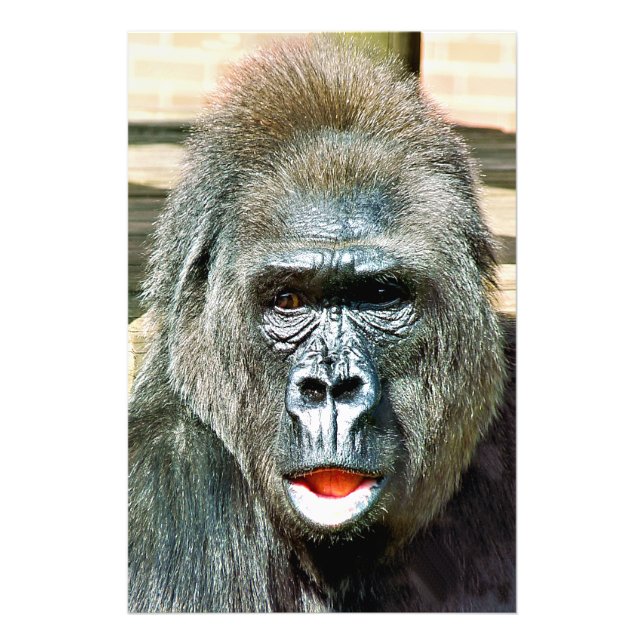 FOTO FUNNY CUTE GORILLA (Frente)
