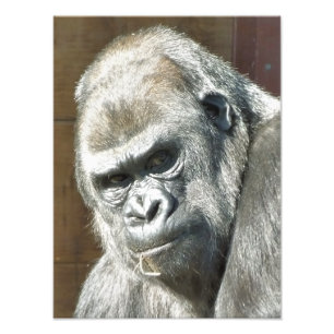FOTO FUNNY GORILLA