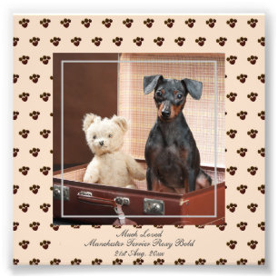 Foto Funny Manchester Terrier PHOTO Chamado Keepsaokê
