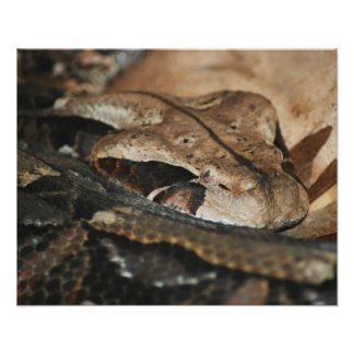 Foto Gaboon Viper Closeup